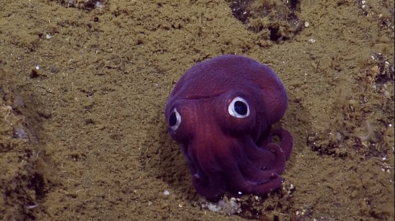 Nu este o jucarie, este o caracatita pitica! Descoperirea facuta in apele Californiei de un echipaj de explorare. VIDEO