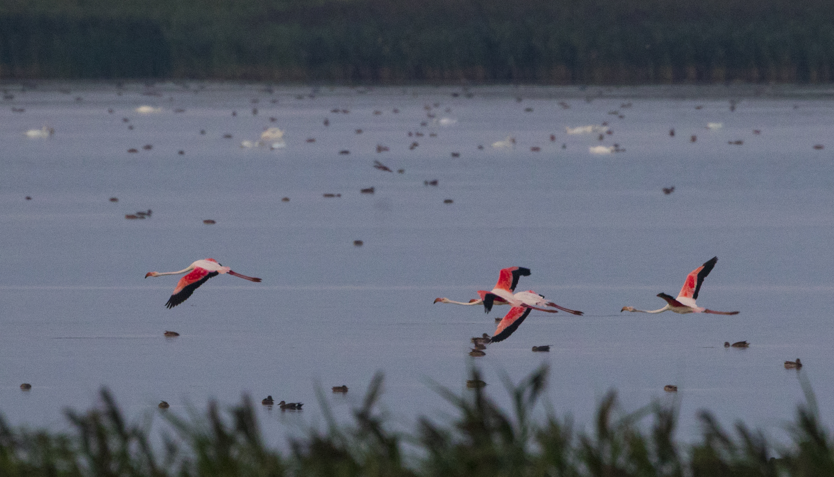 Aparitie foarte rara in Romania. Patru pasari flamingo au fost fotografiate pe un lac, spre bucuria ornitologilor. FOTO