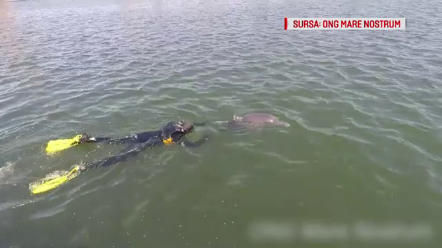 Delfin cu înotătoarele prinse într-un fir de pescuit, salvat la limită. Starea în care se află