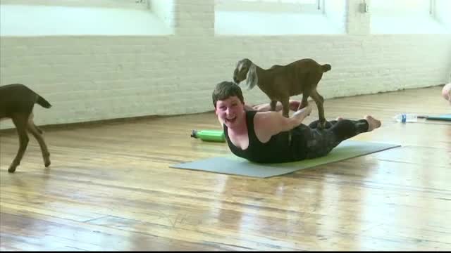 Yoga cu capre, la modă în SUA. Un nou studiu arată că animalele preferă oameni veseli