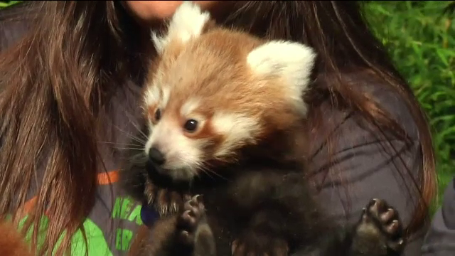 Puiul de panda roșu care face senzație la o grădină zoologică. VIDEO