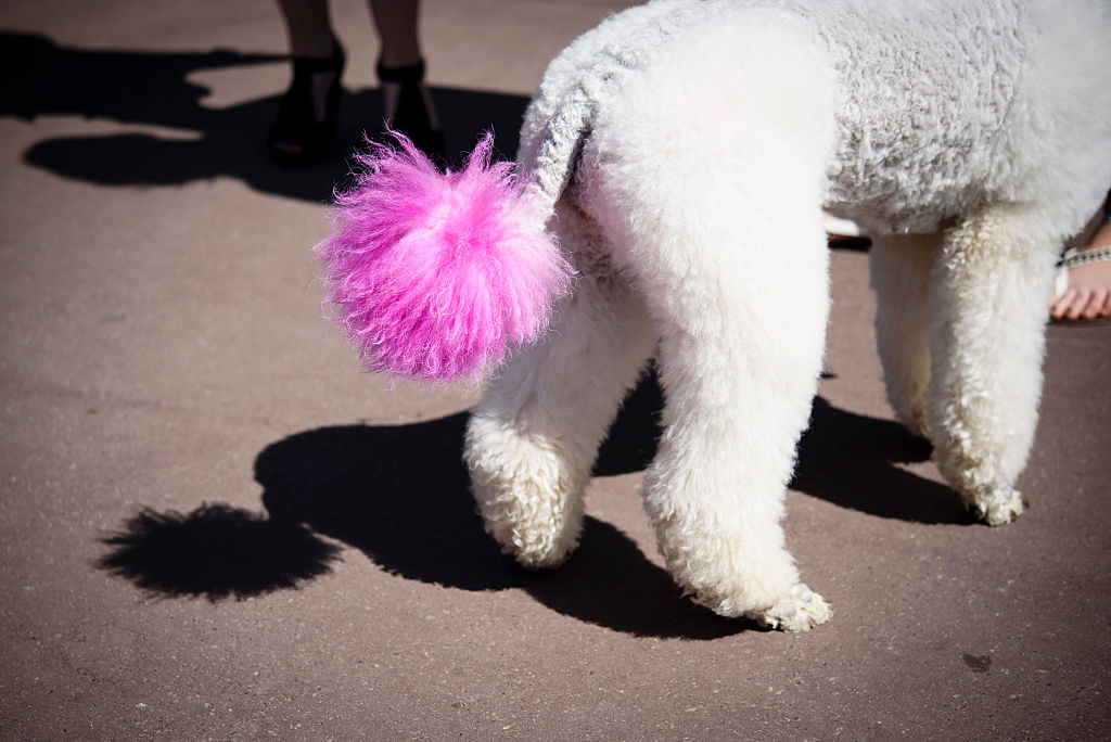 O britanică și-a vopsit câinele în roz „pentru a se potrivi personalității lui”