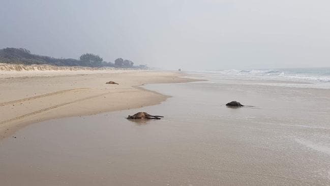 Motivul tulburător pentru care zeci de canguri au fost găsiți morți pe o plajă