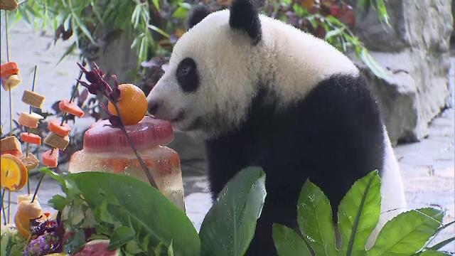 Petrecere pentru unul dintre cei mai faimoși urși panda din lume. Ce i-au pregătit îngrijitorii de ziua ei