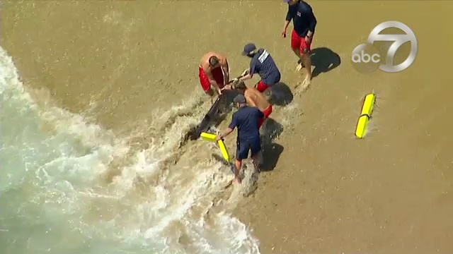 Scene incredibile. Mai mulți salvamari au scos un rechin din apă cu mâinile goale. Ce a urmat