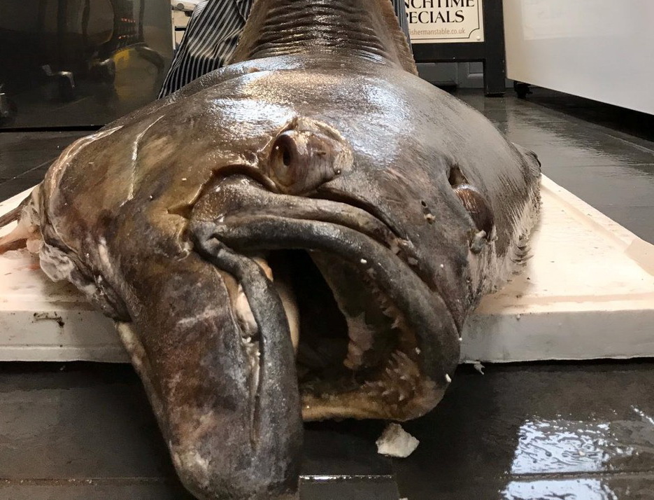 Captură impresionantă. Cum arată peștele de 134 de kilograme, în vârstă de 80 de ani. GALERIE FOTO - Imaginea 6