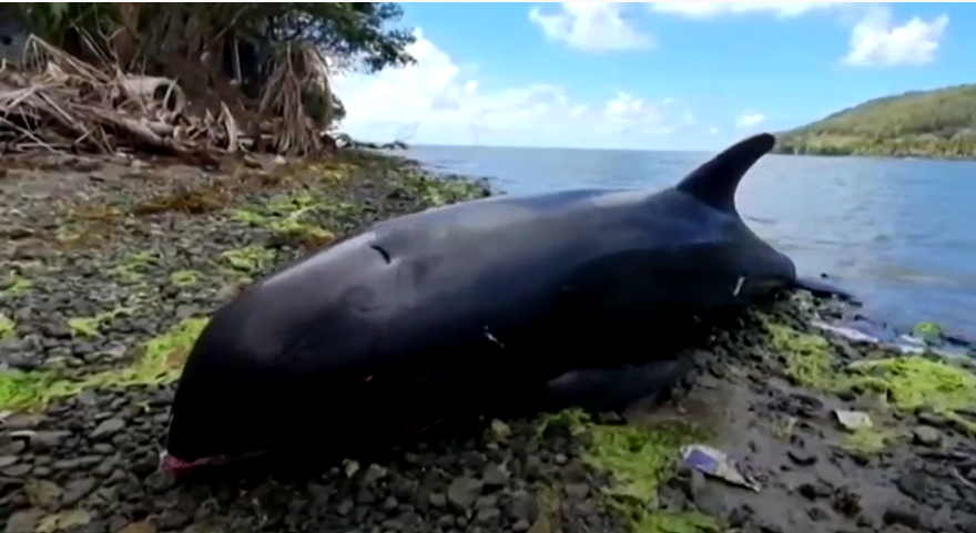 O mamă delfin pe moarte se luptă să-și salveze puiul, după o scurgere de țiței. ”Erau lacrimi în ochii mei”
