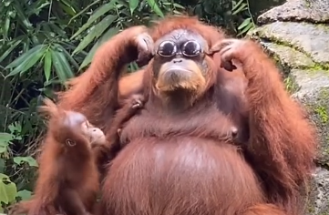 VIDEO viral. Un urangutan folosește o pereche de ochelari de soare la fel ca un om