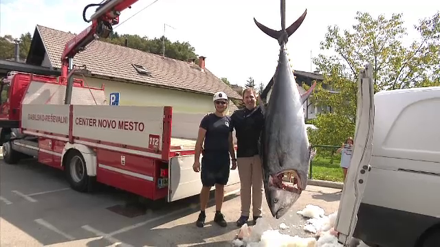 Captură record în Slovenia. Un pescar a reușit să prindă un ton uriaș, de peste 250 de kilograme