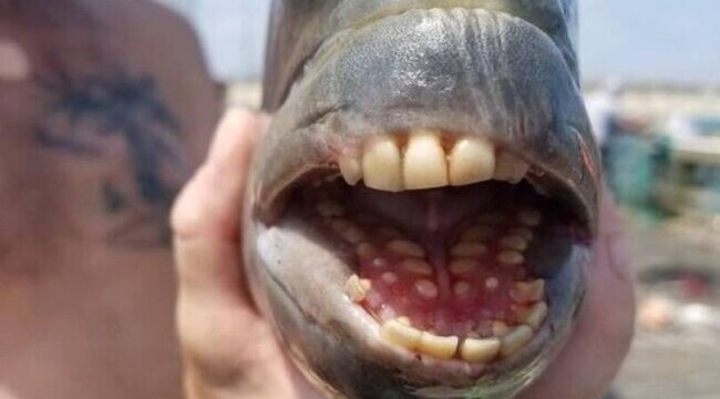Un pește care are dinți identici cu cei de om a fost prins în Statele Unite