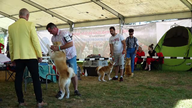 Sute de câini din 14 țări s-au întrecut la Bistrița pentru a demonstra că sunt cei mai buni. Ce au obținut câștigătorii