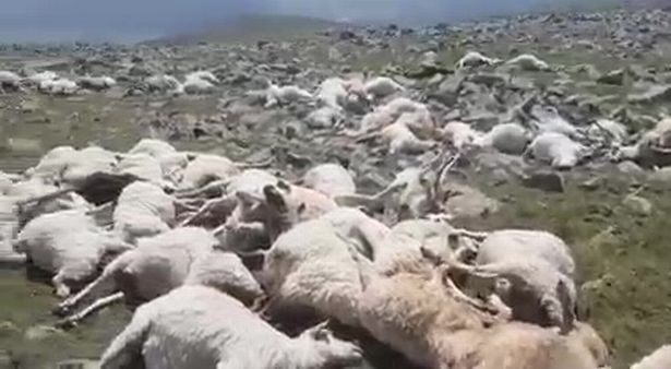 Coșmarul unui cioban. A găsit 550 de oi moarte pe munte, lovite de fulger
