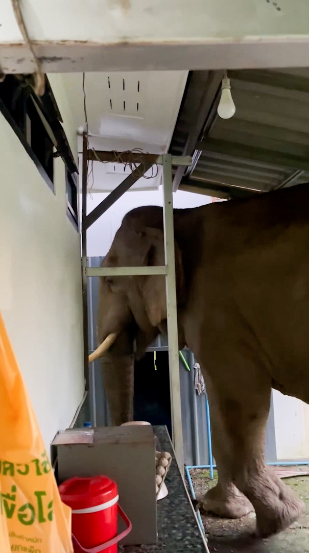 VIDEO. Un elefant flămând a intrat într-o clădire și a mâncat mâncarea pisicii