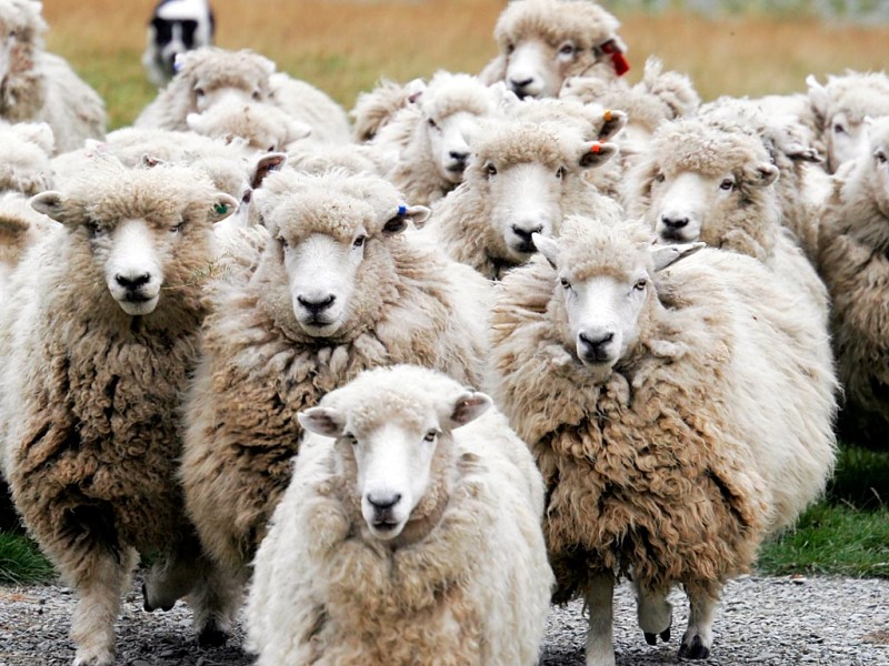 Cum isi sporesc castigurile crescatorii de oi italieni? Le dau spre adoptie