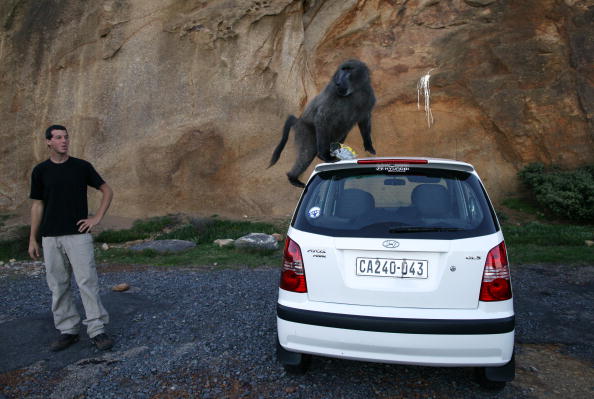 Un grup de babuini terorizeaza locuitorii din Cape Town, Africa de Sud