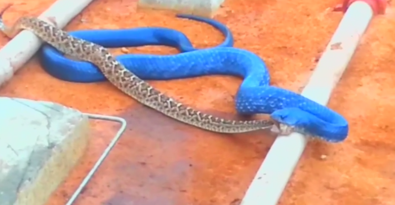 Batalie pe viata si pe moarte data intre doua specii diferite de serpi. Imaginile au devenit viral pe internet. VIDEO