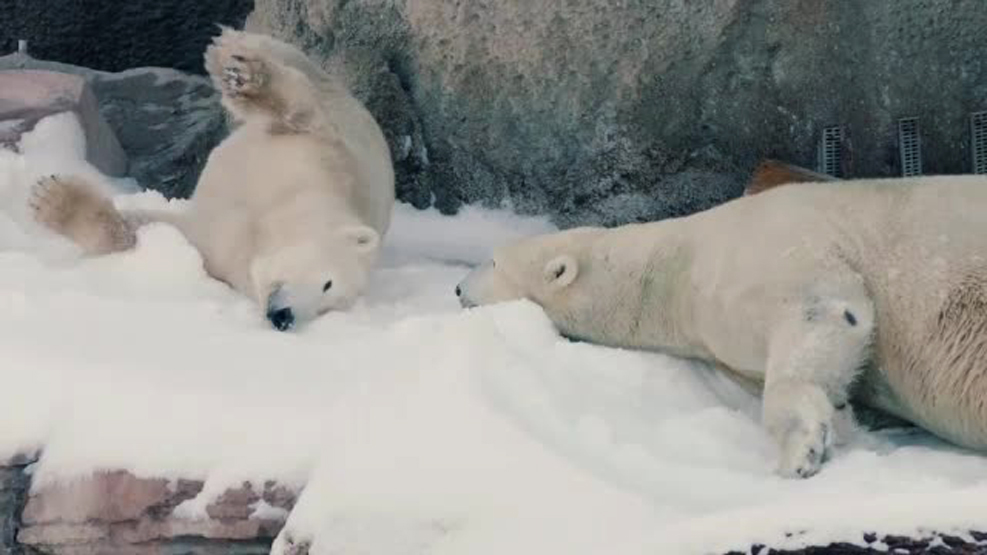 Surpriza facuta de ingrijitorii unei gradini zoologice ursilor polari. Care a fost reactia animalelor