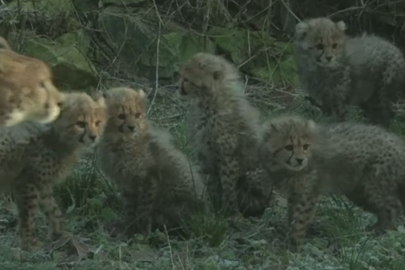O femela ghepard a nascut 6 pui la o gradina zoologica din Olanda. Micutii au avut prima lor plimbare pe afara. VIDEO