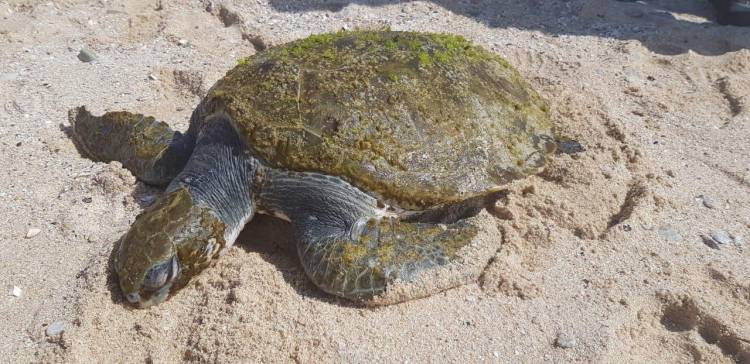 Ce au găsit veterinarii în gâtul unei țestoase eșuate pe o plajă din Cape Town. VIDEO