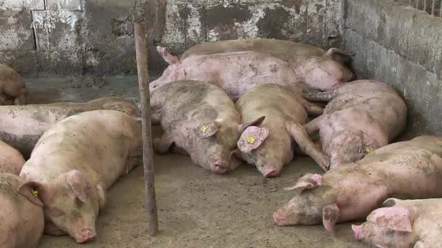 Pesta porcină: oamenii își omoară animalele înainte să o facă inspectorii sau boala