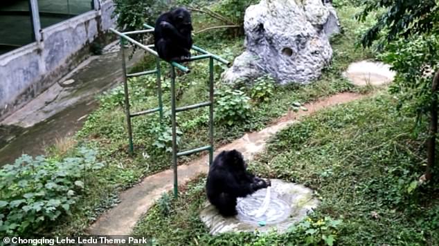 Imagini incredibile cu un cimpanzeu. Ce a început să facă după ce a rămas singur VIDEO
