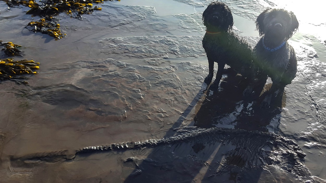 Descoperirea uimitoare făcută de un bărbat care și-a scos câinii la plimbare pe plajă - Imaginea 3