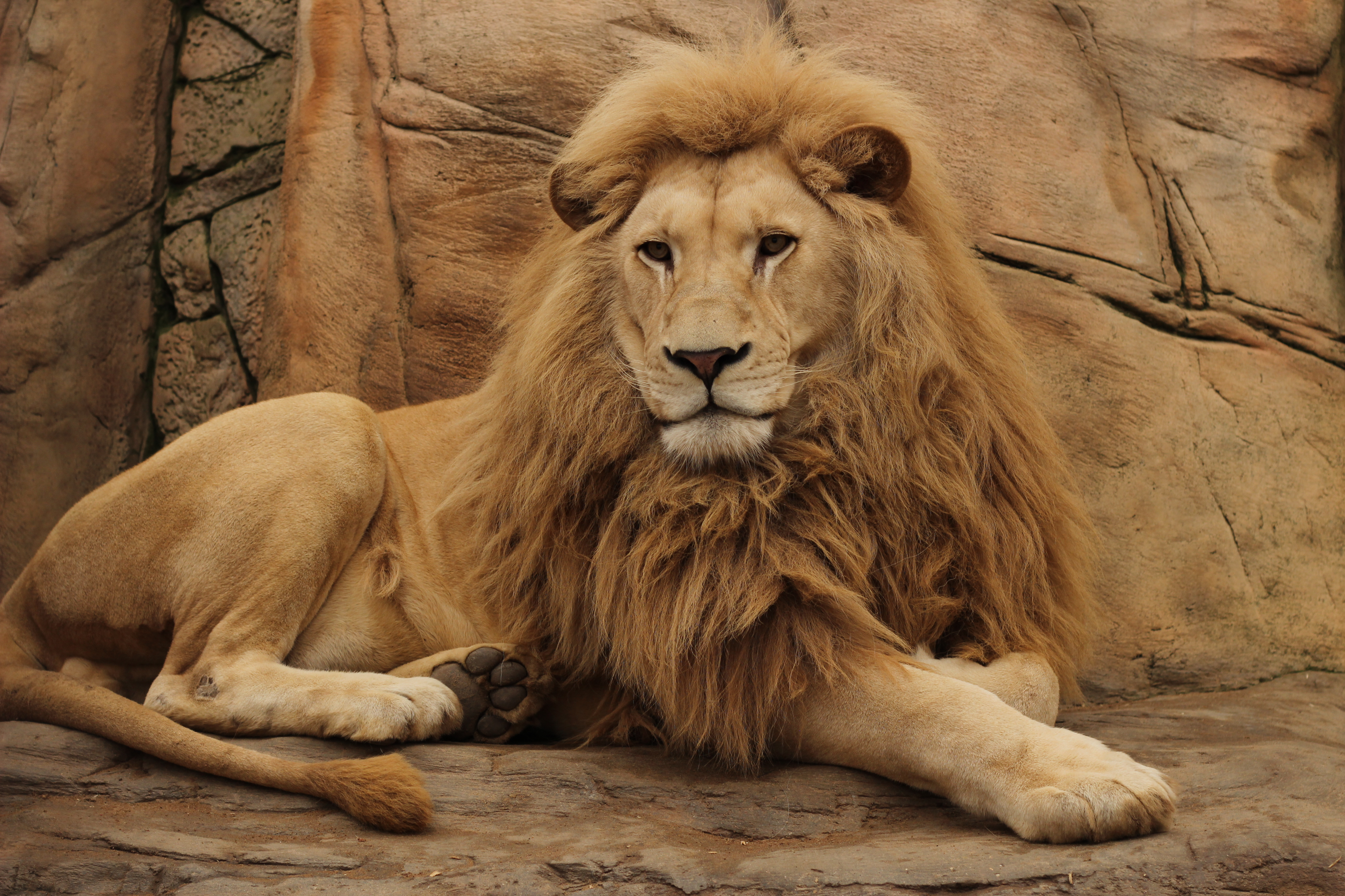 Patru lei de la o grădină zoologică din Spania au fost depistați cu Covid-19