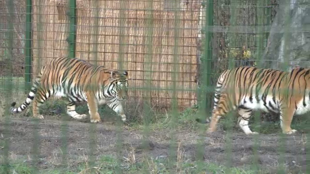 Animalele de la Grădina Zoologică din Ploiești au fost vizitate de Moș Crăciun: „Au și ele dreptul să se bucure”