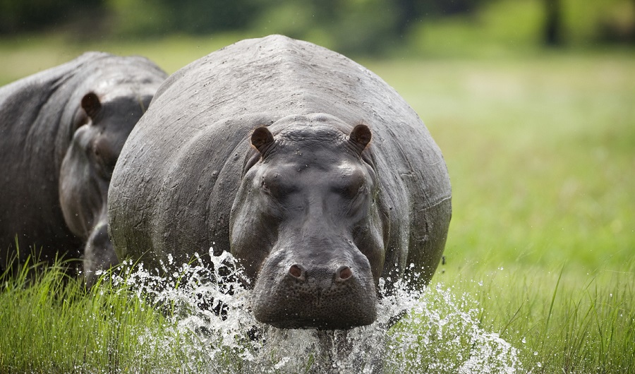 Doi hipopotami din Belgia au fost testaţi pozitiv cu COVID-19