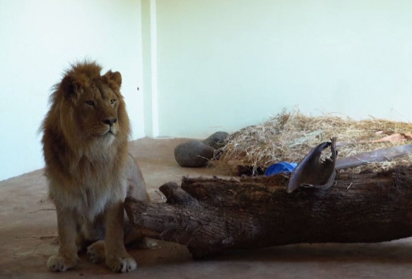 Un leu și un leopard, transferați din Rusia în Tanzania. Animalele erau în pericol
