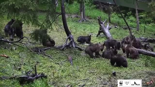 Ce au descoperit cercetătorii români despre trei urși bruni, după ce le-au fost atașate coliere video la gât