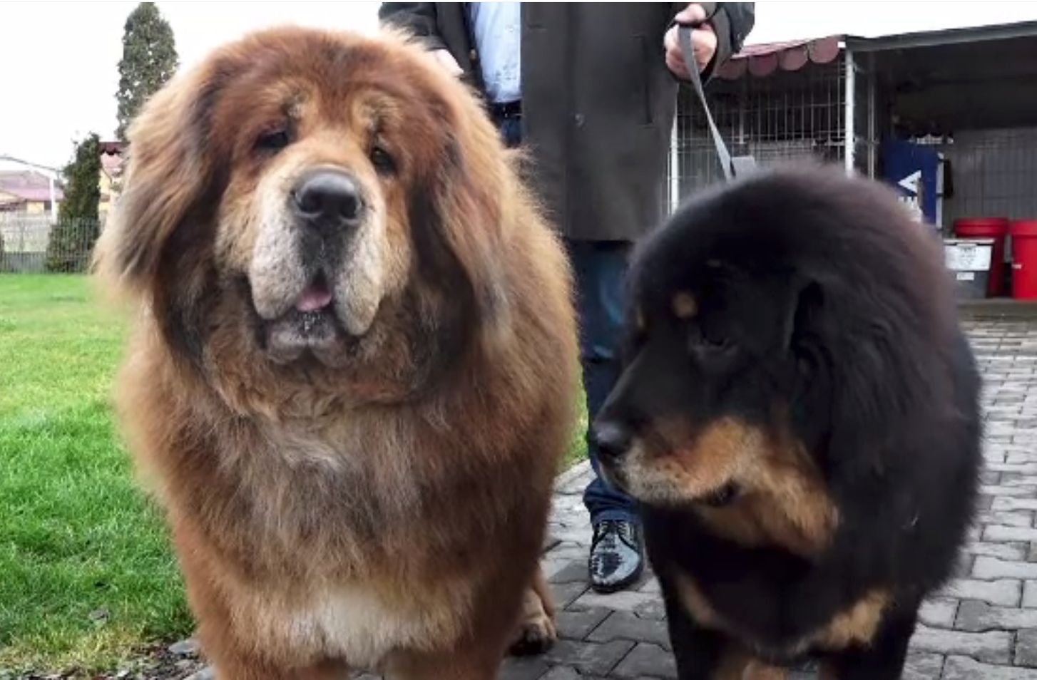 Boss, cel mai frumos mastiff tibetan, are o mireasă special adusă din Rusia