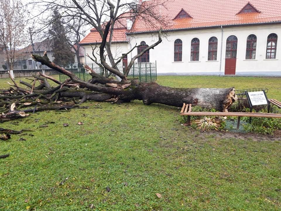 Stejarul lui Arsenie Boca s-a prăbușit. L-a plantat în 1929, la absolvirea liceului