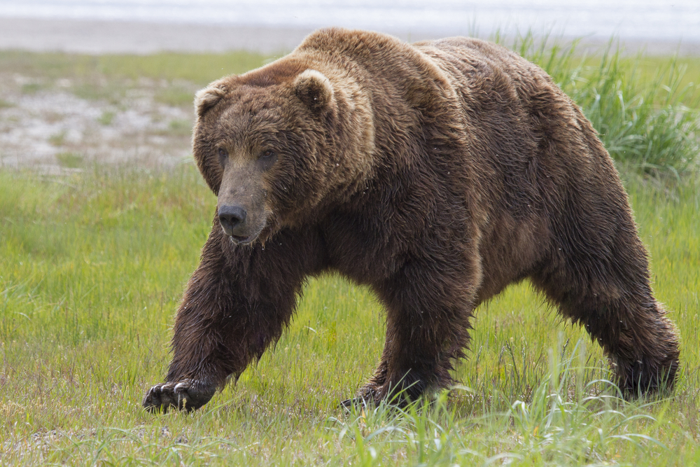 Condiţiile în care pot fi omorâţi urşii periculoşi. Proiectul de lege aprobat de deputați