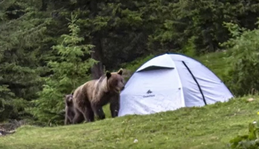 Urșii vor putea fi împușcați și în afara localităților. Activiștii de mediu vor depune o plângere la Comisia Europeană