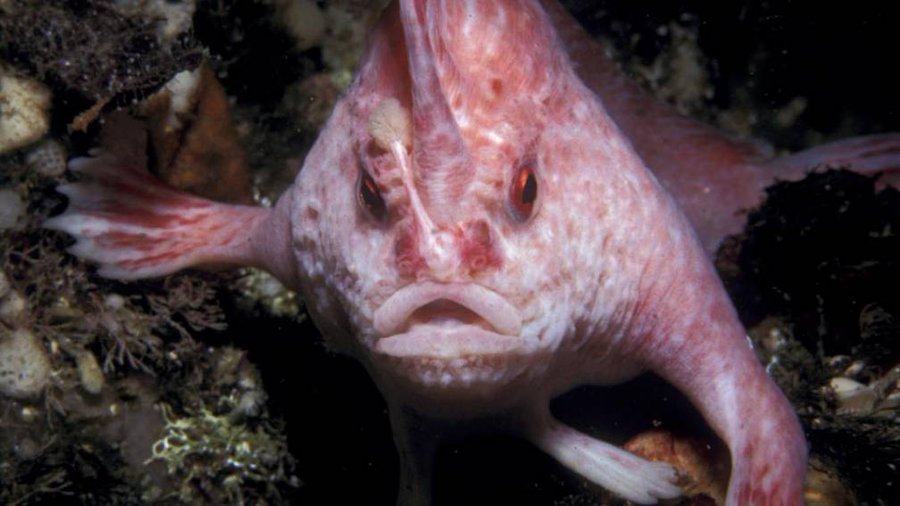 Un peşte rar, endemic Australiei, a fost observat prima dată după 22 de ani în largul coastei Tasmaniei