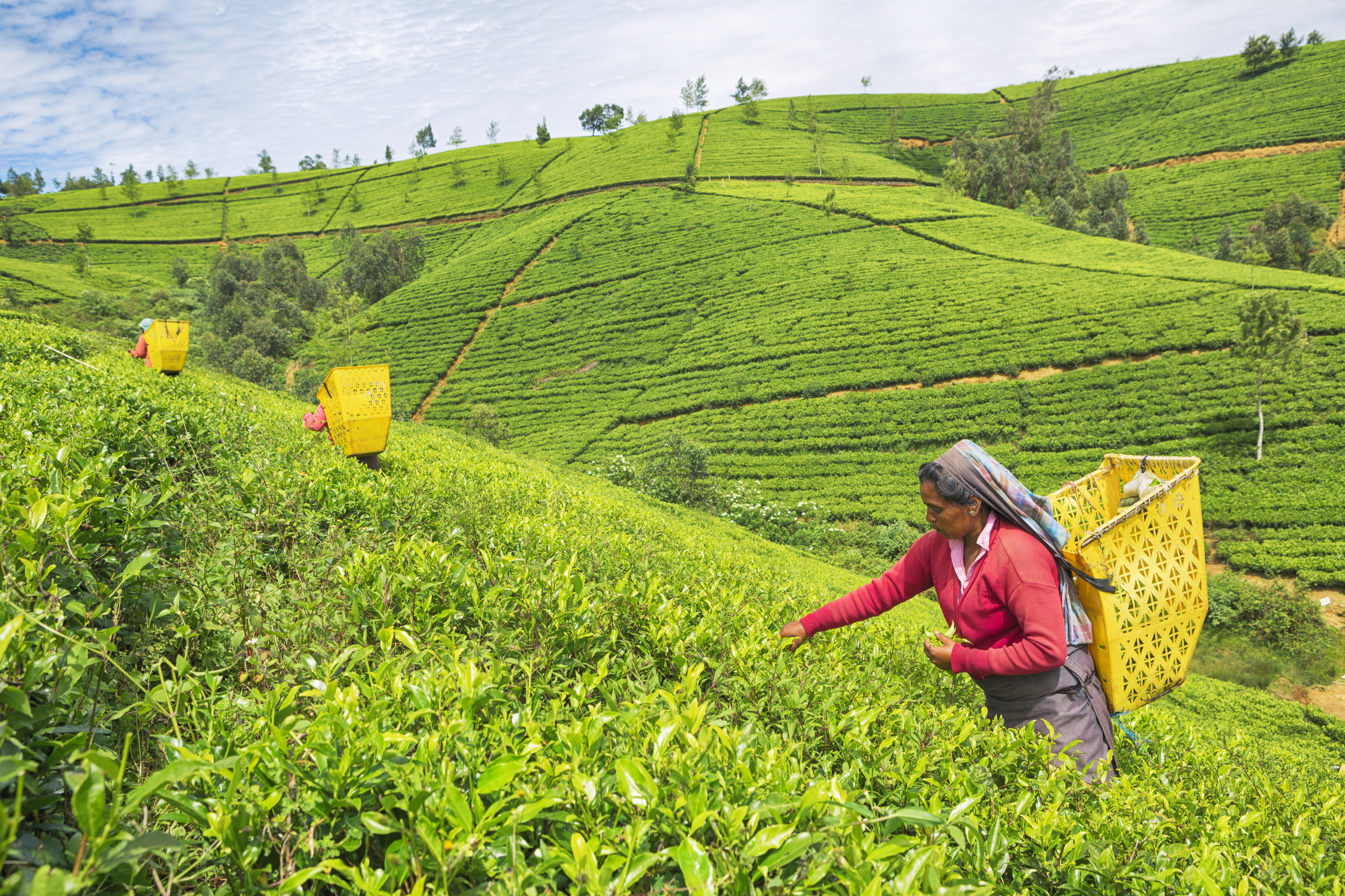 Sri Lanka își achită în ceai datoria pentru livrările de petrol ale Iranului