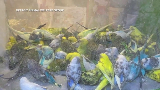 Un american avea 836 de papagali într-o casă: “M-am gândit că erau morți cu toții, pentru că niciunul nu se mișca”