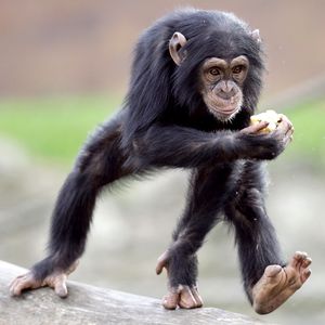 Un cimpanzeu de 90 de kilograme a devenit spaima unui cartier din Kansas