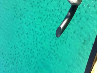 Turism extrem. 100.000 de rechini se apropie de plaje in Florida.VIDEO