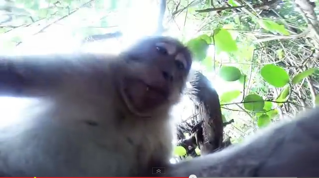 O maimuta din Bali i-a furat aparatul foto unui turist si a inceput sa isi faca 