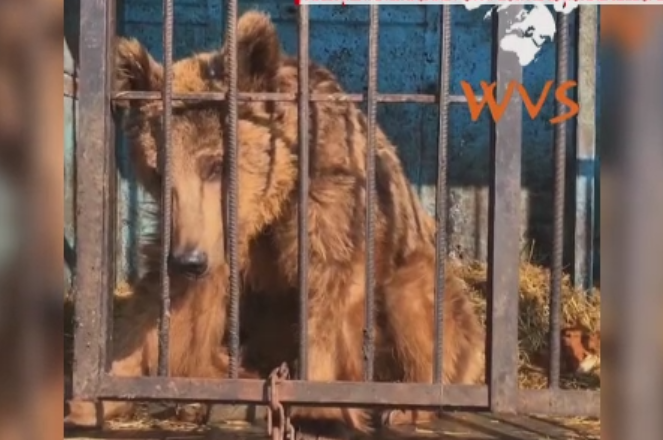 Doi ursi subnutriti de la un ZOO din Armenia, adusi de urgenta la Zarnesti. Animalele au ajuns sa cantareasca doar 50 de kg