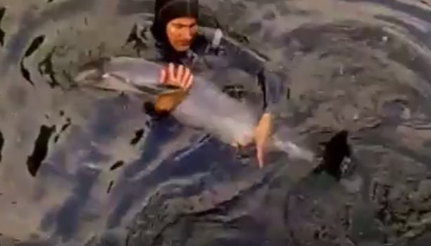 Imaginile filmate in Portul Constanta: o femela delfin, ajutata sa nasca dupa ce s-a ranit in deseurile aruncate in apa