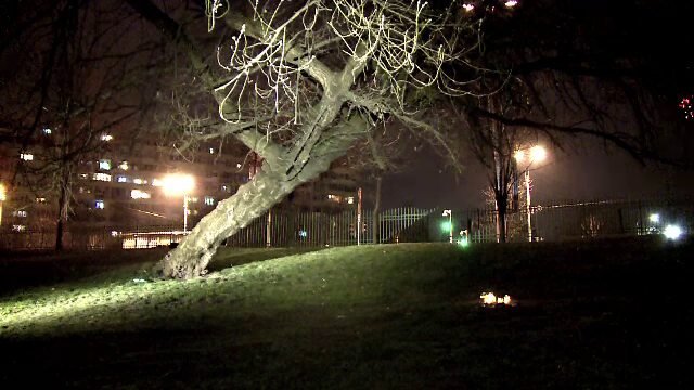 Un copil a murit in Parcul IOR, dupa ce a cazut dintr-un copac. Un martor sustine ca nu a fost lasat sa-i salveze viata