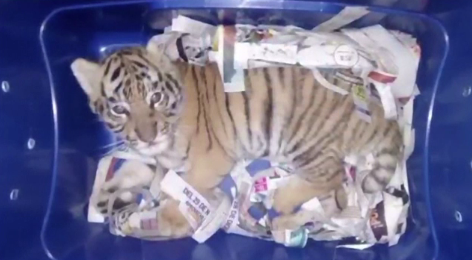 Un pui de tigru, găsit într-un colet de angajații unui oficiu poștal din Mexic