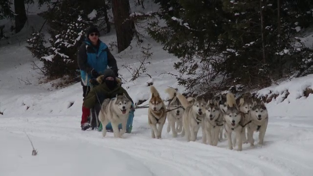 Sporturi extreme și plimbări cu sania trasă de câini, la munte. Cât plătesc turiștii