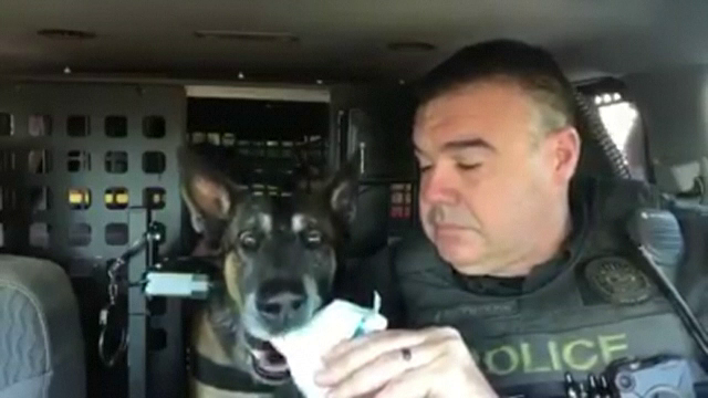 Un câine lup polițist, gata de pensionare. Ce cadou i-au făcut agenţii