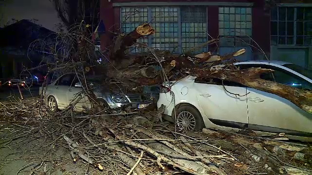 Un copac de mari dimensiuni s-a prăbușit peste 2 mașini în Capitală: „Am crezut că este o glumă”