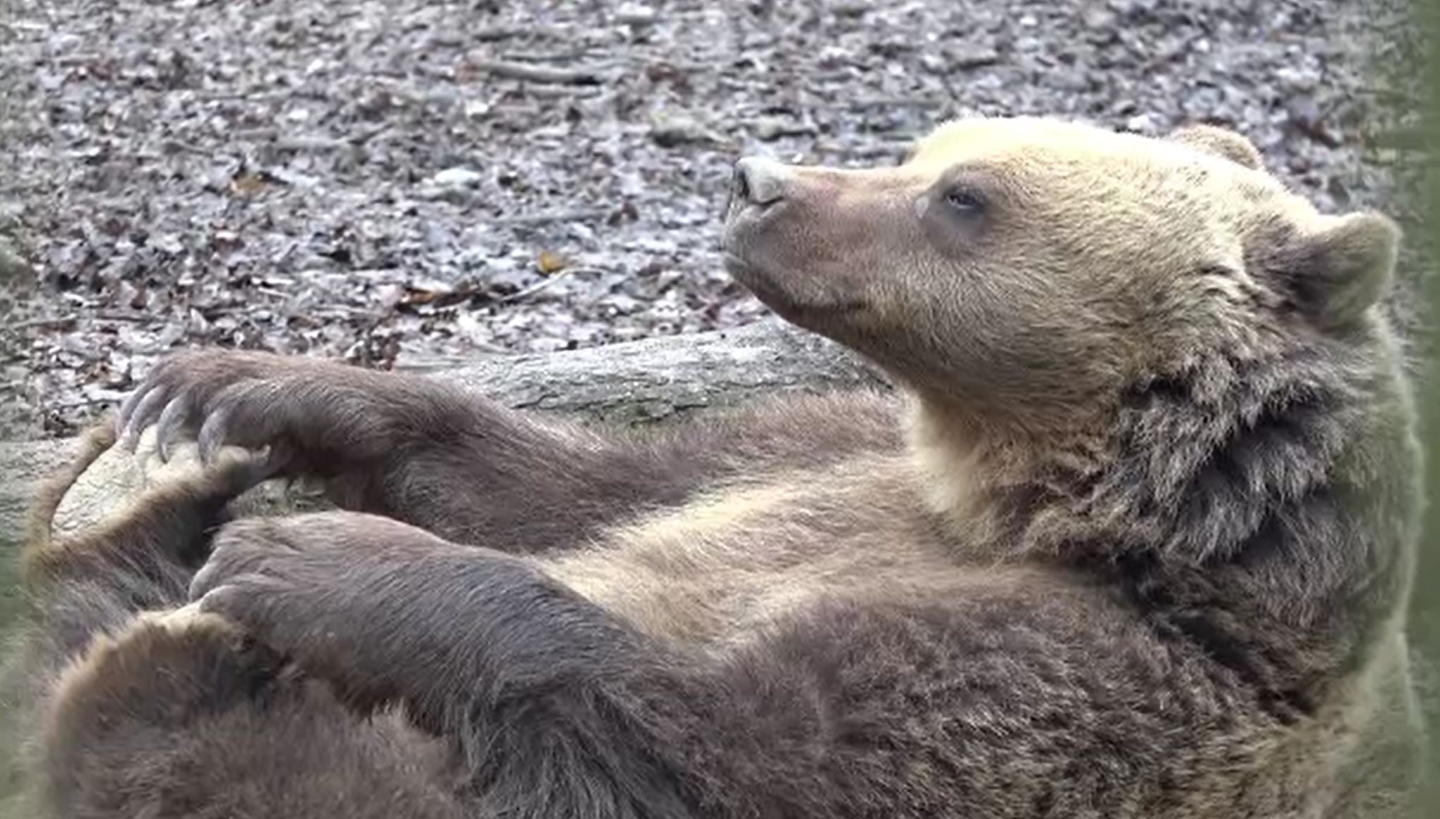Cum vestesc urșii de la grădina zoologică din Târgu Mureş sosirea primăverii