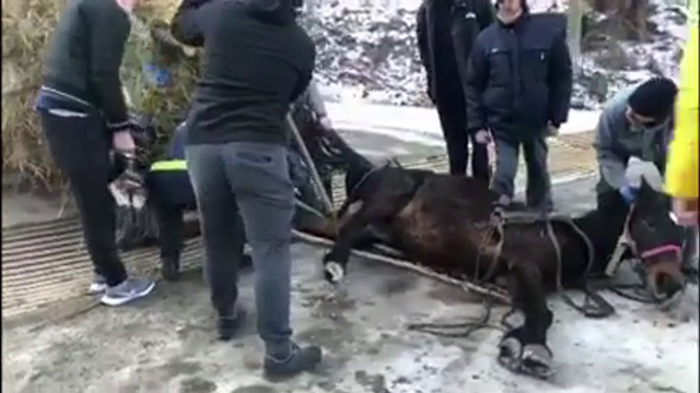 Un cal prins cu picioarele într-un grilaj de scurgere a apei, salvat în Piatra Neamț